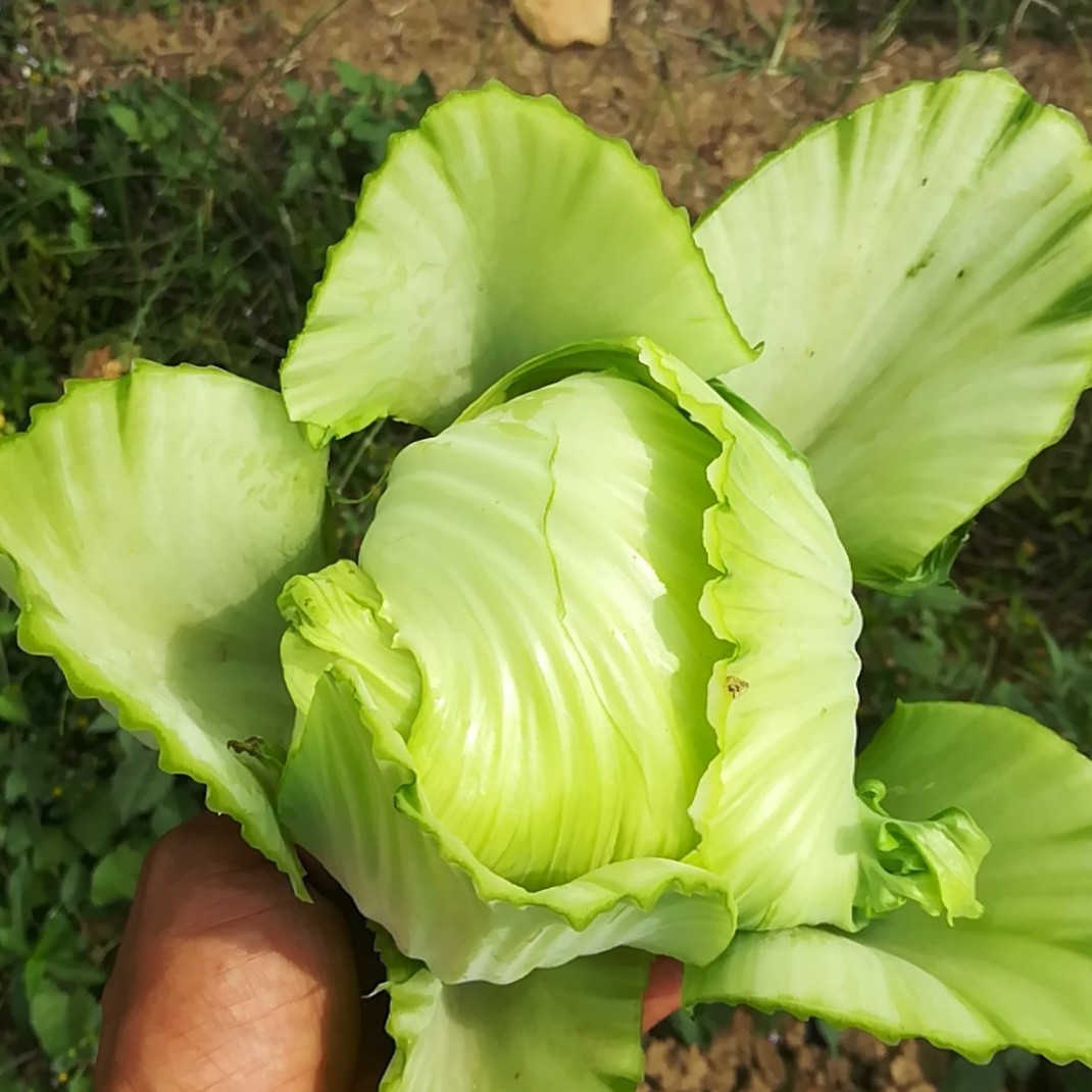 芥球 广东芥菜心 食用包心芥菜 新鲜蔬菜 产地直销 1kg/份