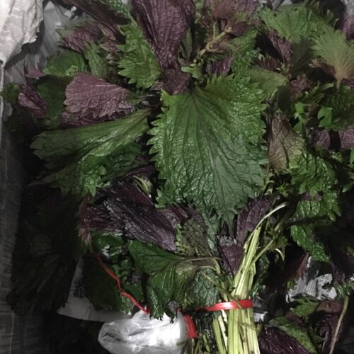 新鲜 紫苏叶 紫色苏子叶 带枝 料理香料鱼虾海鲜去腥增香 500g - 封面