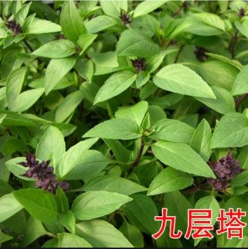 新鲜九层塔 金不换鱼香草 三杯鸡冬阴功食用新鲜香料 顺丰包邮