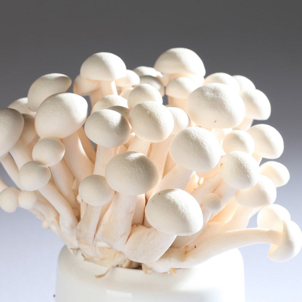 新鲜菌菇 白玉菇 盒装 150g 江浙沪满五件顺丰包邮