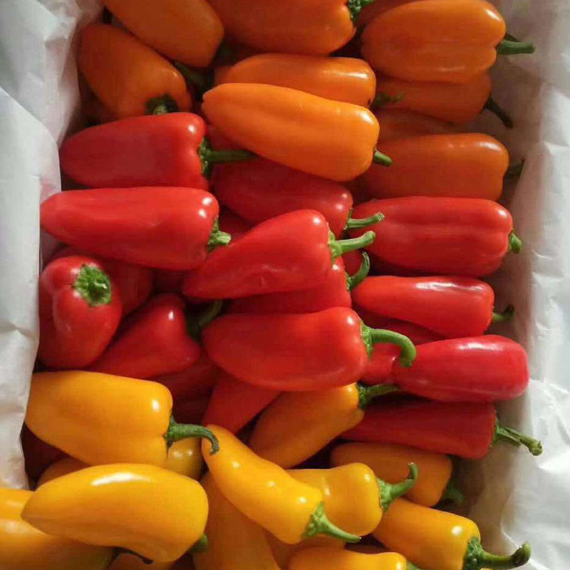 彩椒新鲜 水果椒 甜椒 迷你小辣椒 小彩椒500g江浙沪皖满五件包邮,水产肉类/新鲜蔬果/熟食,辣椒,淘宝优惠券,粉丝福利购,淘宝优惠卷