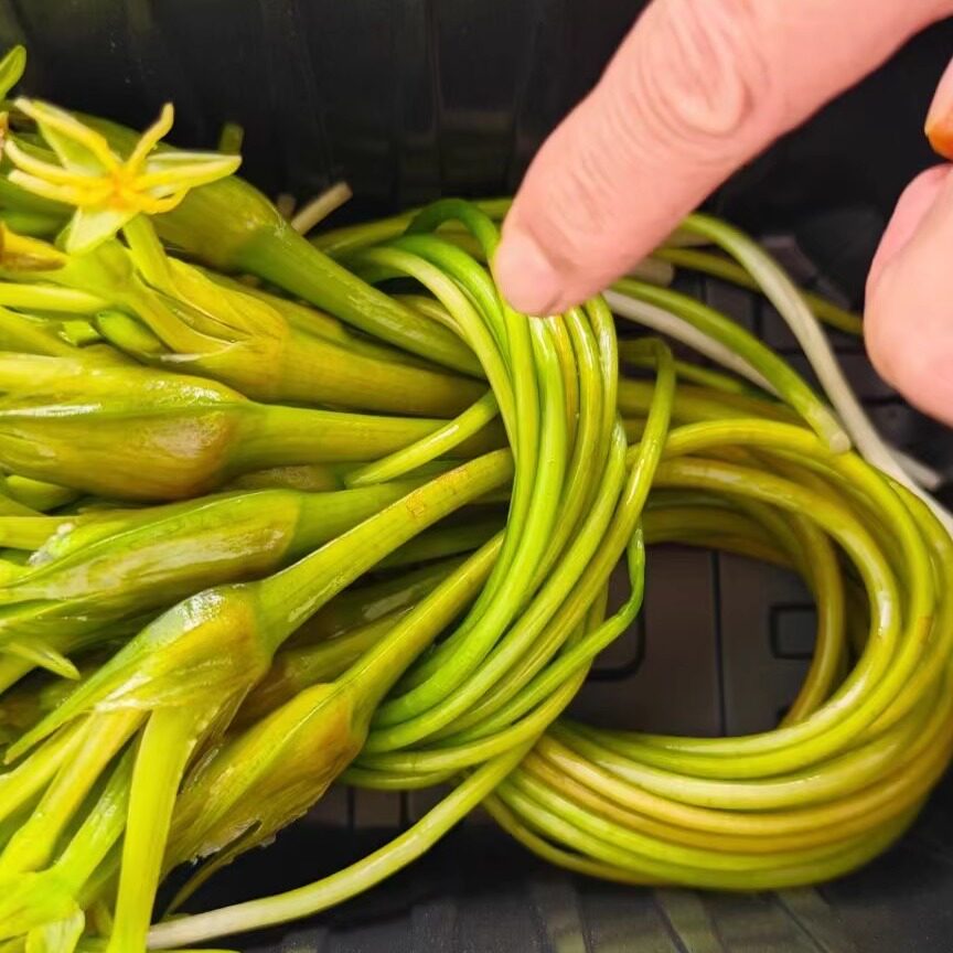 新鲜海菜花 菜花 云南水性杨花菜 海野菜大理特产 酒店特色食材