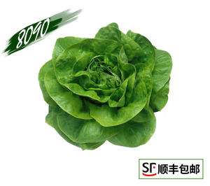 8090奶油生菜 绿色生菜 奶油生菜 500克 满额顺丰包邮
