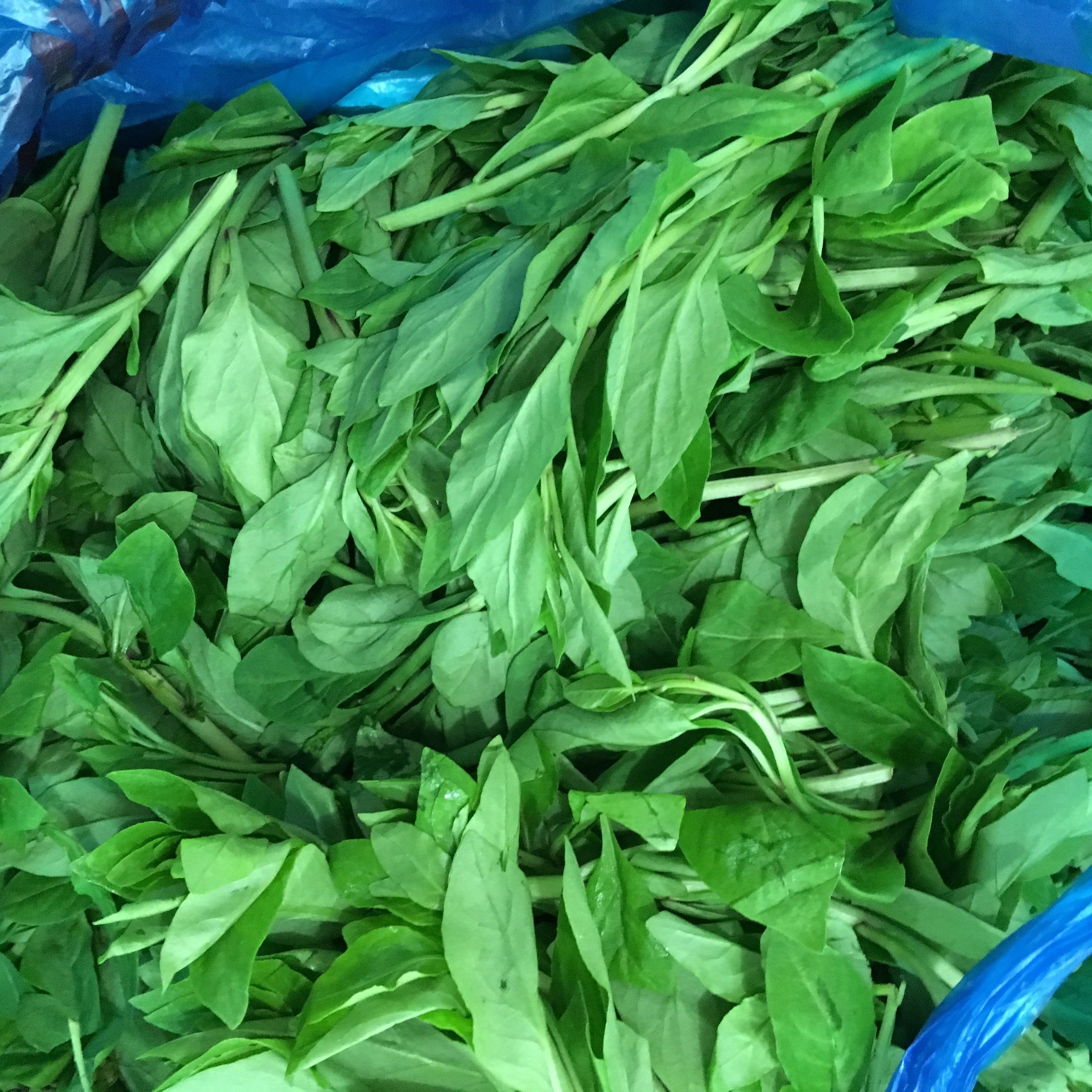 新鲜枸杞叶苟杞叶食用枸杞头嫩芽春季新鲜蔬菜农家野菜