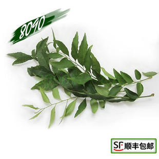 新鲜咖喱叶 泰国进口正宗咖喱叶 新鲜香料100g江浙沪顺丰包邮