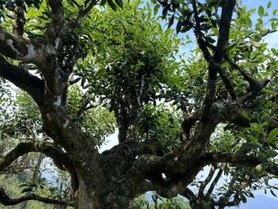 2023春-云南麻栗坡老山古树茶- 迷你小饼 (一等生普纯料加工)