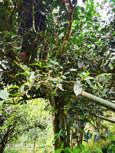 云南麻栗坡老山古树茶-2022夏秋散茶-古树白茶