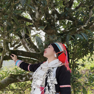 2025春 【古树白茶散料】-云南麻栗坡老山古树茶