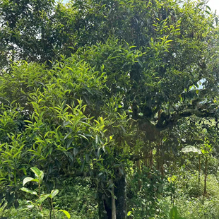 2025老山古茶树【晒红茶散料】-云南麻栗坡老山古树茶