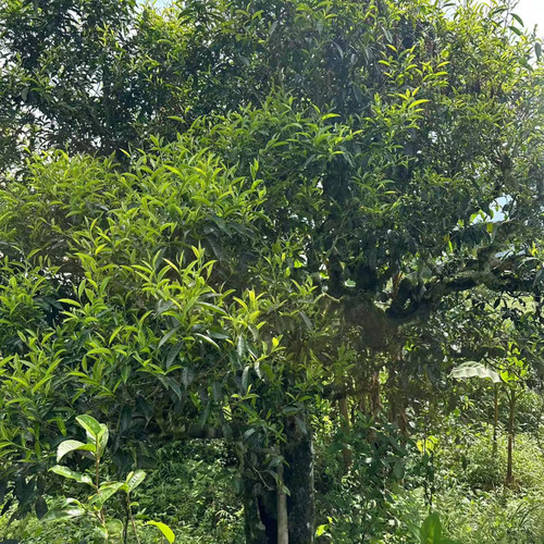 2025老山古茶树【晒红茶散料】-云南麻栗坡老山古树茶