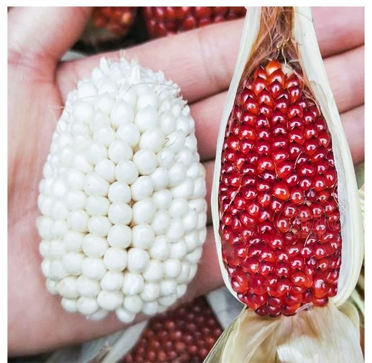 苹果水果甜玉米种子可生食观赏迷你拇指四季阳台盆栽孑草莓玉米种