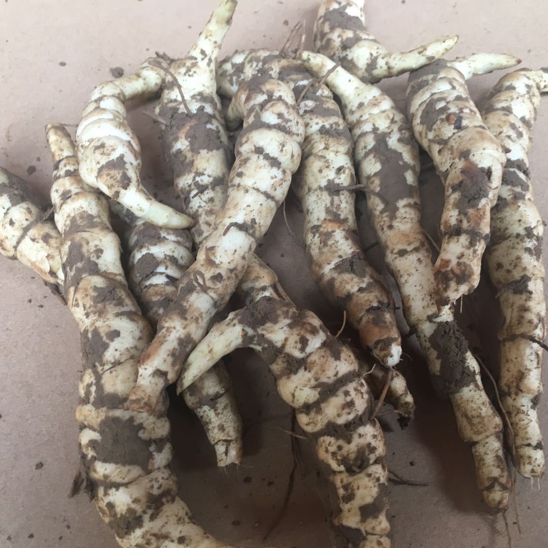 地参地藕 地笋子 虫草参 地蚕子 水三七 旱藕 银条菜泽兰种蔬菜苗