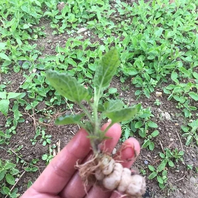 宝塔菜种子地牯牛种苗甘露子根苗螺丝菜种苗地蚕蔬菜种子盆栽种苗