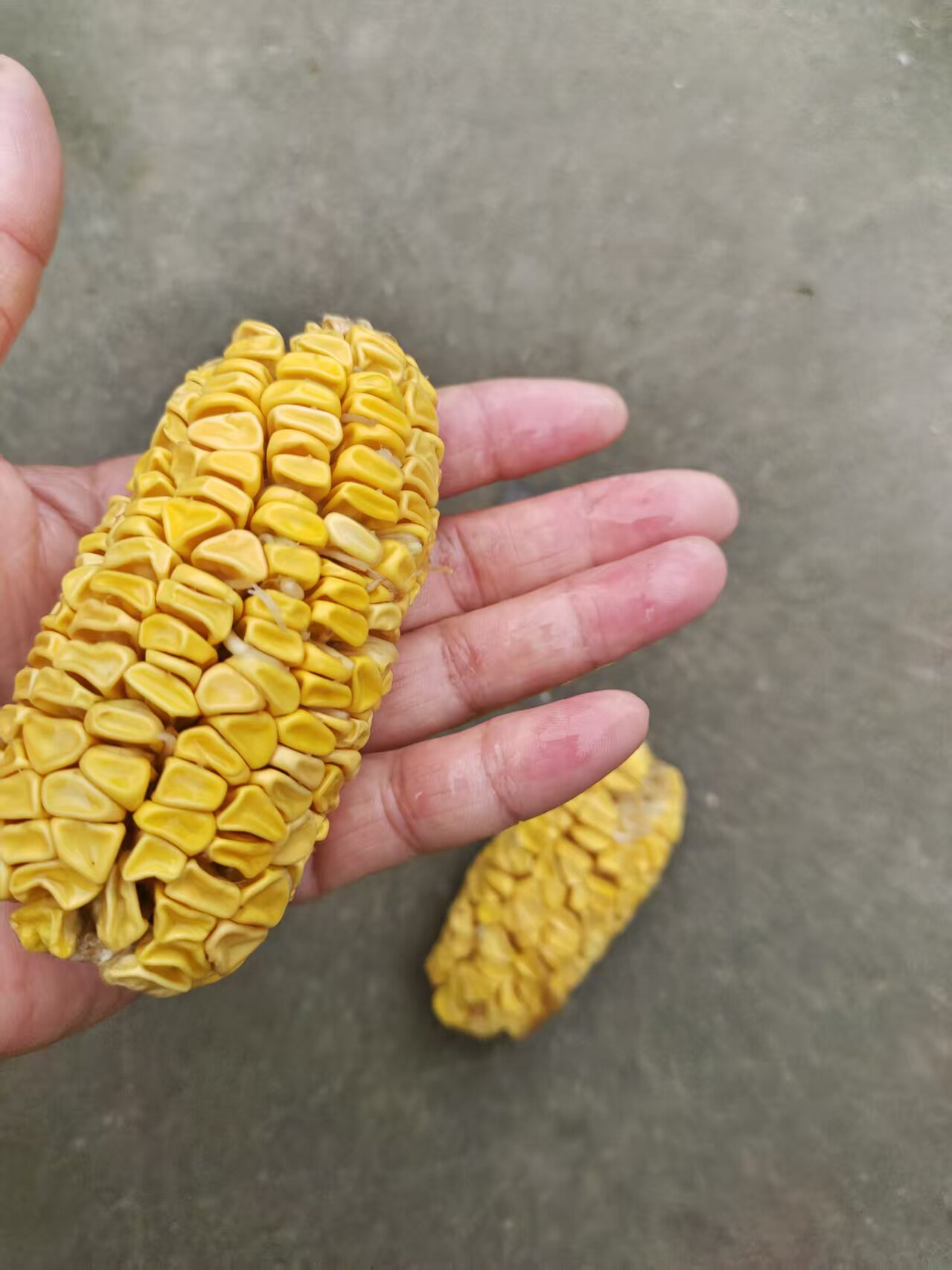 迷你小水果玉米甜玉米生食水果玉米阳台盆栽水果玉米四季蔬菜种子