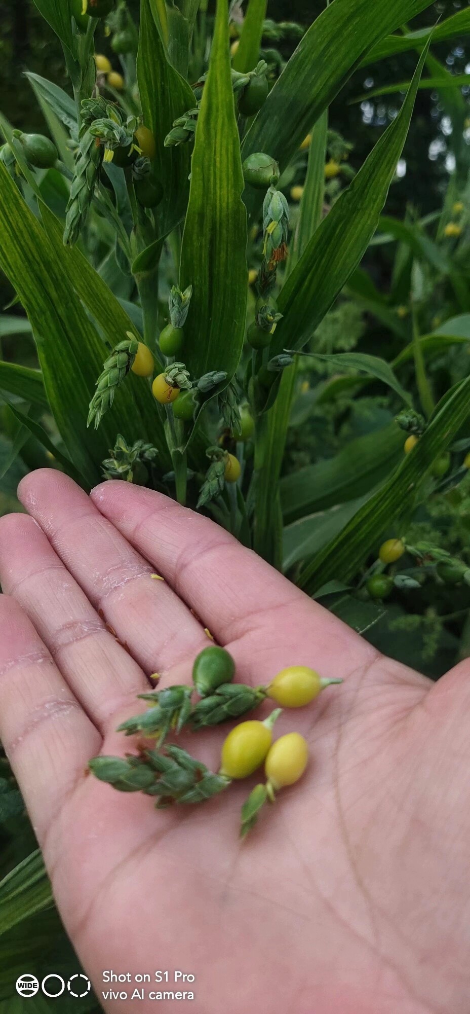 薏米种子草珠子薏苡仁种子小薏米籽苡米庭院阳台盆栽薏米种子籽苗