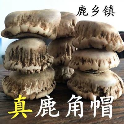 东北长白山 鹿角帽粉 鹿场直销 梅花鹿托盘粉 100g 罐装 包邮