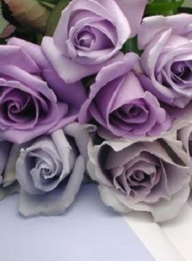 庭院青龙盆栽阳台绿植