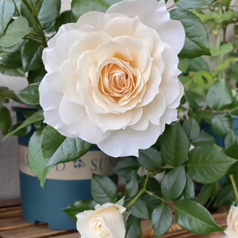 歌剧皇后月季花苗大花浓香开花杏黄欧月玫瑰四季盆栽庭院阳台花卉