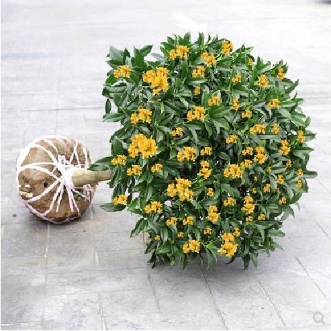 嫁接桂花树苗桂花树耐寒植物室内外庭院盆栽花卉绿植包邮送肥料