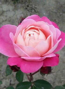 欧月梦之光灌木浓香多花蔷薇玫瑰