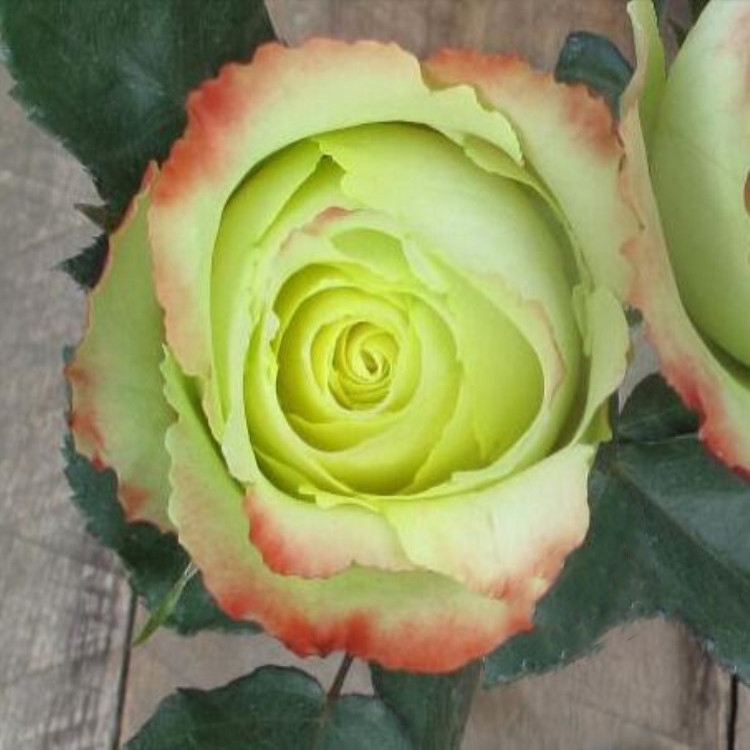 新品苏萨/沙祖月季阳台包子