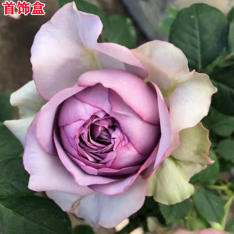 【姐妹花坊】首饰盒/珠宝盒 河本新品月季花灌木浓香长势快抗病