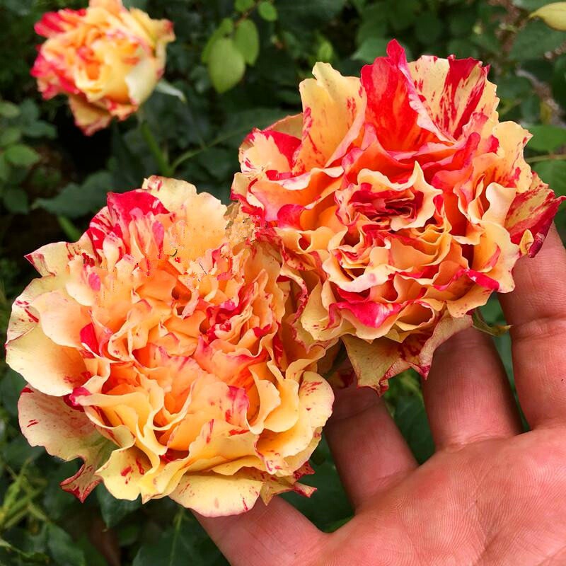 新品日月的条纹切花 万花镜 万华镜 万花筒月季花苗 阳台盆栽花卉