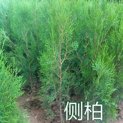 侧柏苗树各种规基地杯庭