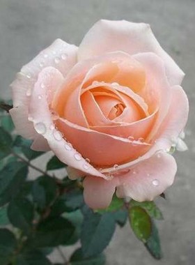 欧月切花雏鸟阳台盆栽植物