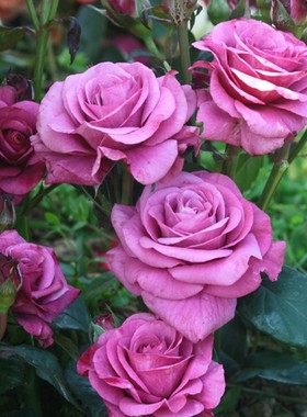 月季微型群开勤花阳台系列冥王星