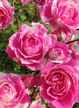 欧月薄荷冻糕条纹丰花月季灌木