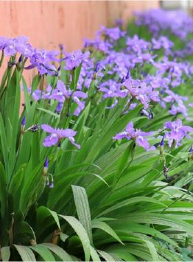 蓝色的花鸢尾苗盆栽马兰花草本地栽多年生喜阴耐寒庭院别墅水生绿