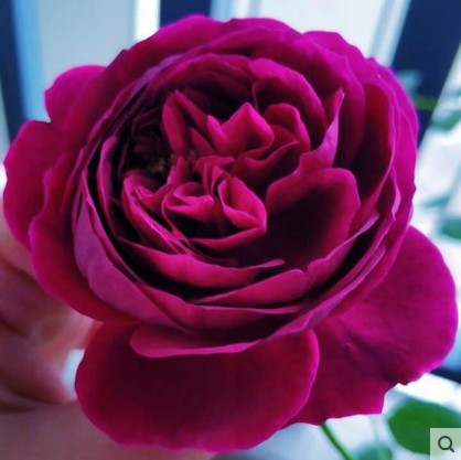 日本大花浓香月季苗皇宫紫