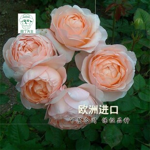 欧月季安布里奇 安部姬月季花 灌木月季 阳台丰花月季玫瑰花