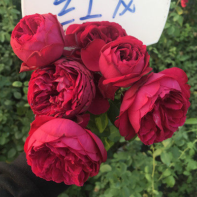 欧月阳台藤本月季 红色龙沙宝石 庭院花园花墙阳台盆栽花卉植物苗