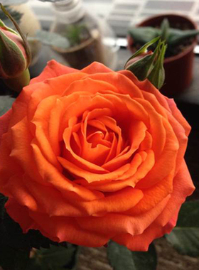 欧月月季花苗 血腥橙色 灌木月季切花 波浪边 庭院阳台盆栽花卉