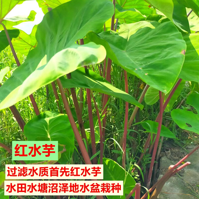 广西红皮水芋苗红杆水芋荷水芋蒙水田池塘沼泽盆栽种植1棵苗