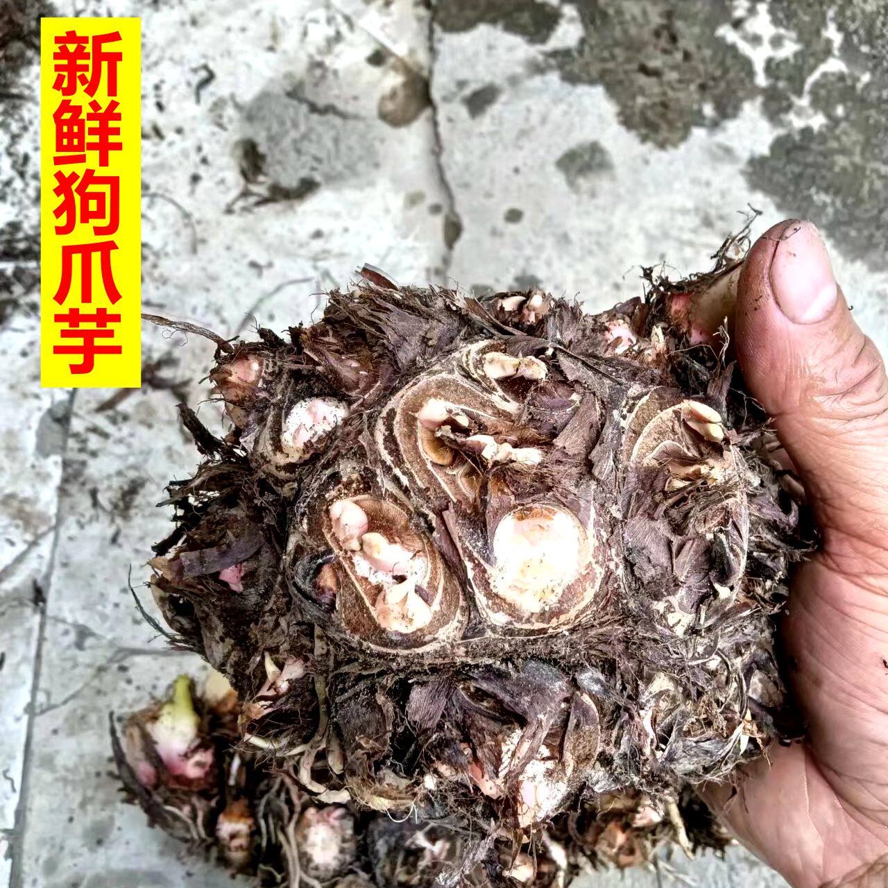 广西狗爪芋狗蹄芋九头芋头白眼芋调理肠胃煲汤蒸煮包邮小芋头种植