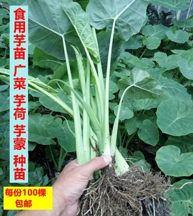 广西芋苗芋荷广菜芋蒙农家蔬菜苗种苗带叶根部沾泥现挖100棵 包邮