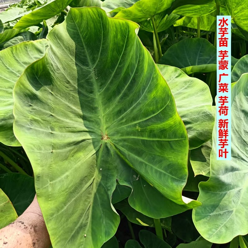 广西新鲜芋叶芋头叶青杆芋苗叶水芋广菜芋荷芋蒙叶现摘发货包邮