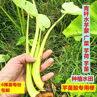 广西青杆水芋蒙水广菜芋荷芋苗腌酸食用水田潮湿地易种植6棵包邮