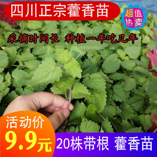 【藿香苗】四川新鲜鱼香苗盆栽 霍香苗种子阳台花园带泥20株包邮