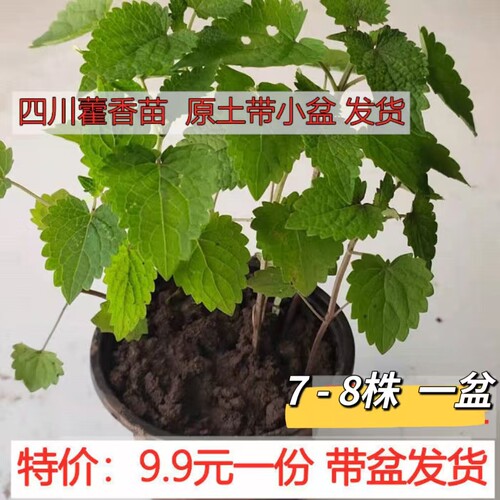藿香苗四川新鲜可食用