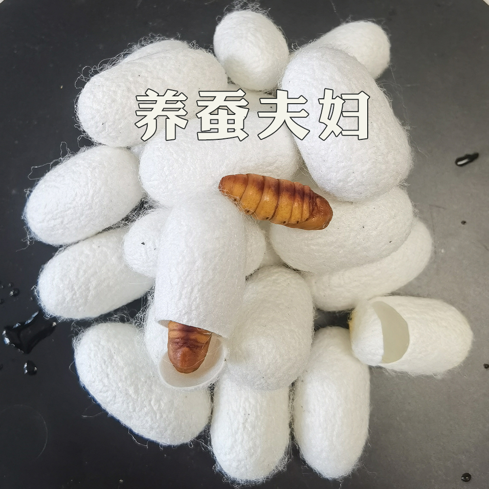 单宫完整桑蚕茧活茧干蚕茧手工