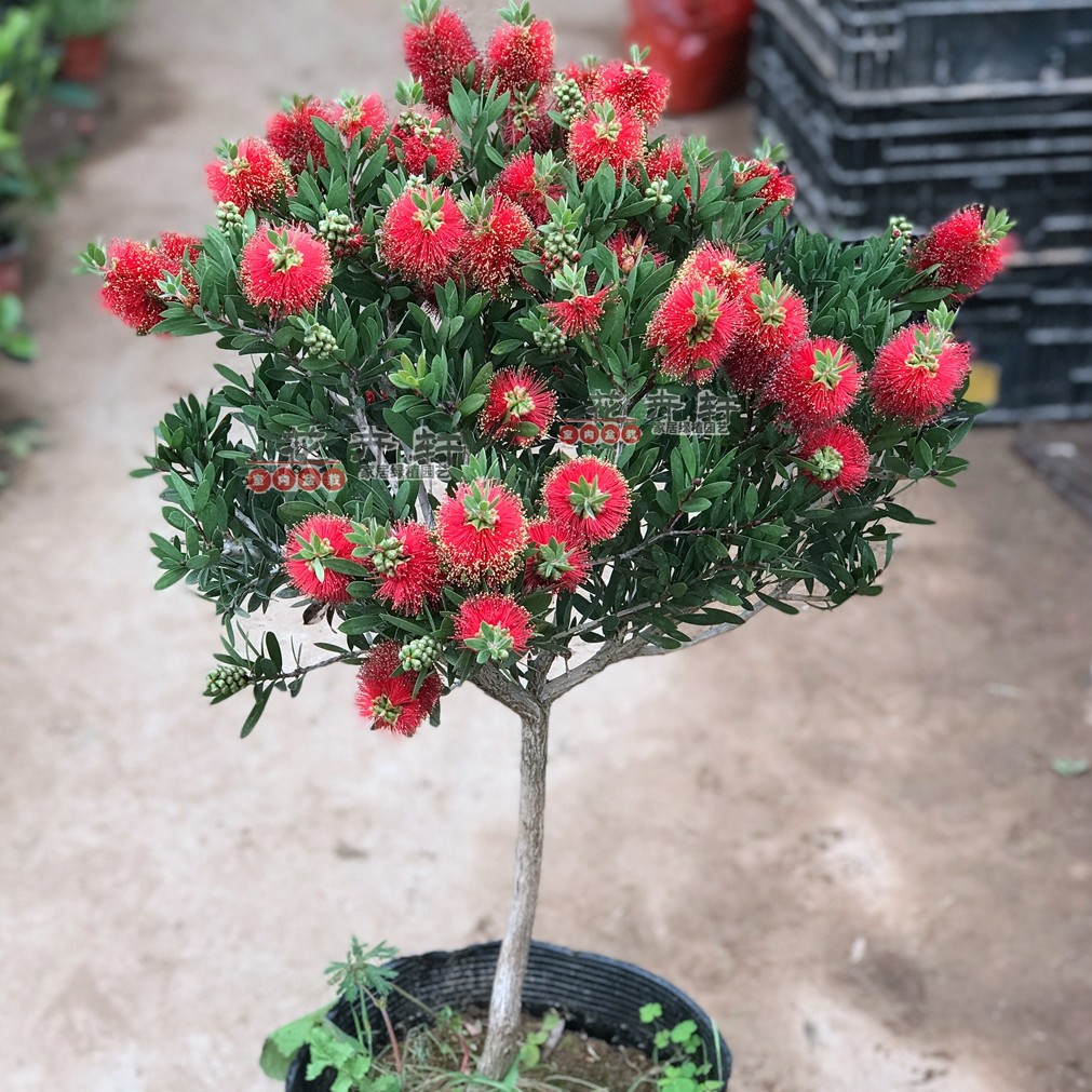 庭院盆栽澳洲红千层金宝木本树苗阳台别墅景观室外绿化耐寒花期长