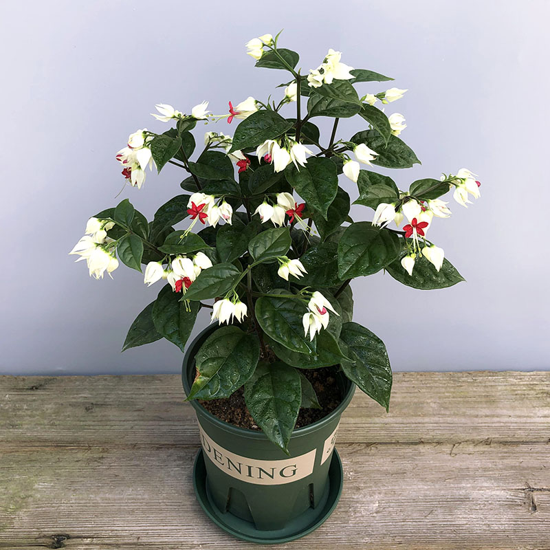 白花龙吐珠盆栽四季开花双色带花苞大苗阳台爬藤绿植花卉进化空气