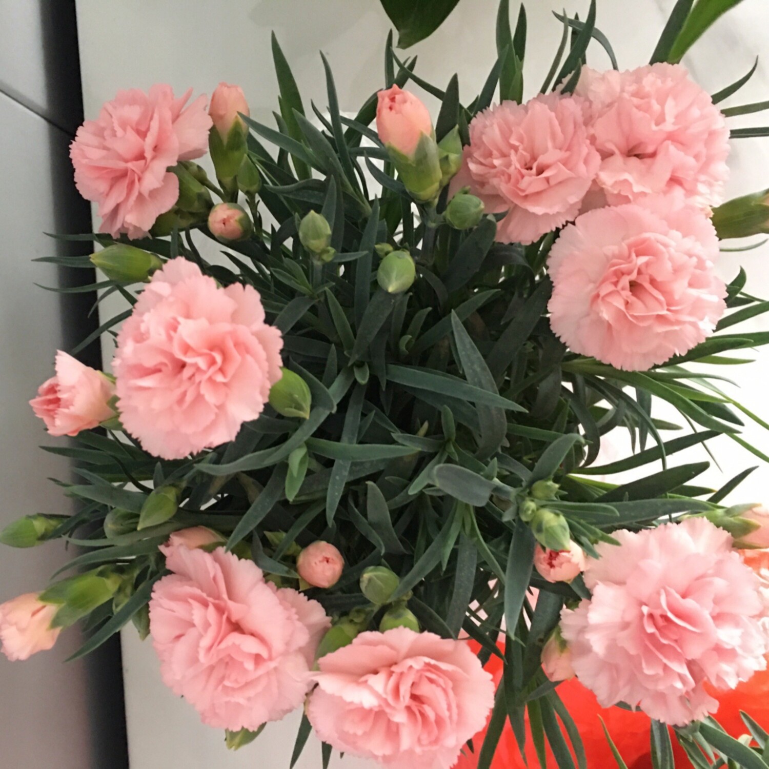 康乃馨盆栽带花苞大花四季开花室内阳台石竹花苗好养绿植花卉