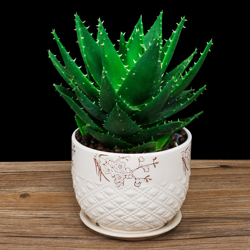 多肉不夜城芦荟苗大盆栽特价小苗进化空气绿植物吸甲醛防辐射好养