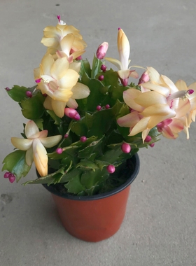 阳台多肉黄色白色蟹爪兰植物盆栽吸甲醛花卉办公室防辐射趣味