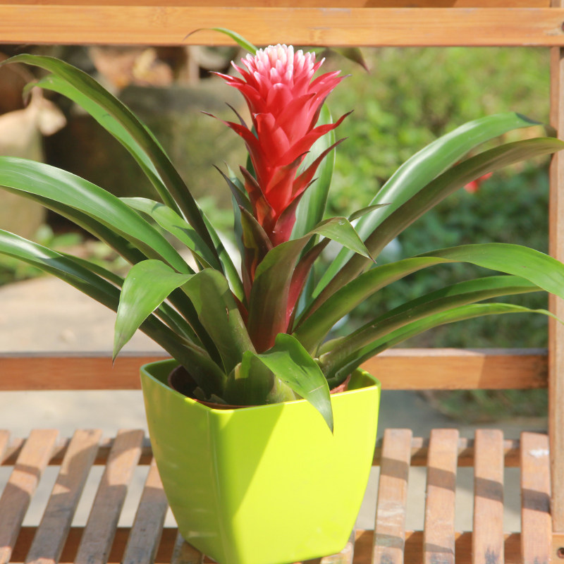 室内盆栽绿植花卉 白雪公主凤梨花火炬头年宵花卉植物卡丽